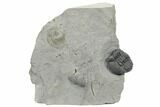 Enrolled Eldredgeops Trilobite Fossil - New York #191159-1